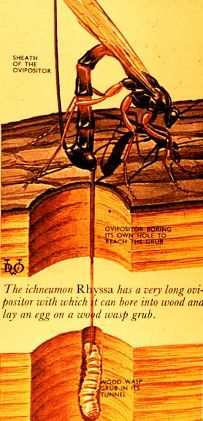 Rhyssa_sp.jpg