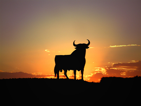 toro.jpg
